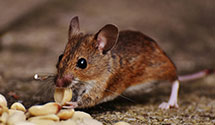 24 Hour & Emergency Exterminators in De Mossville, KY